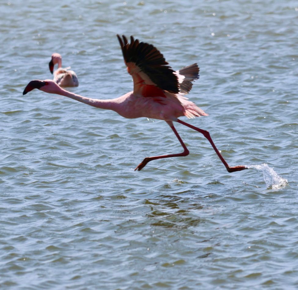 Laguna en Etosha National Park