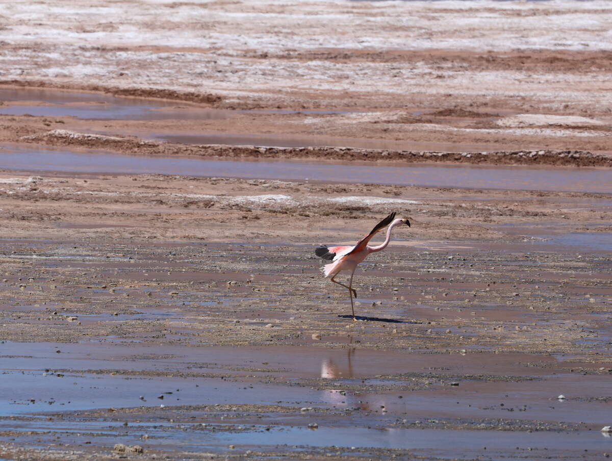Flamenco andino en laguna de Catamarca