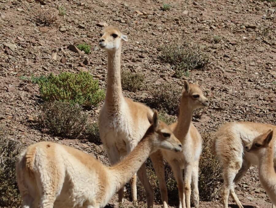 Vicuñas en la Puna catamarqueña