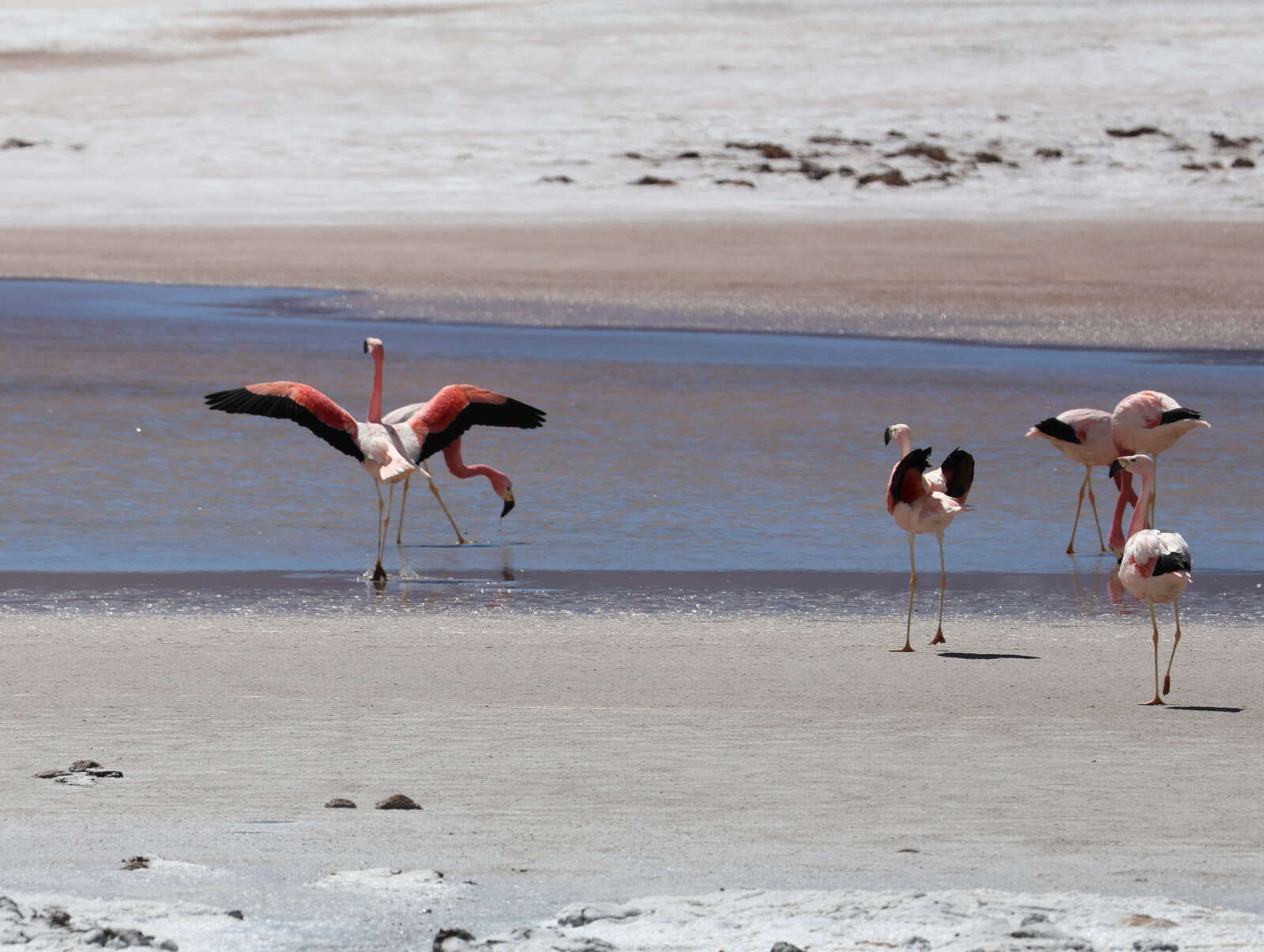 Flamencos andinos en laguna de la Puna
