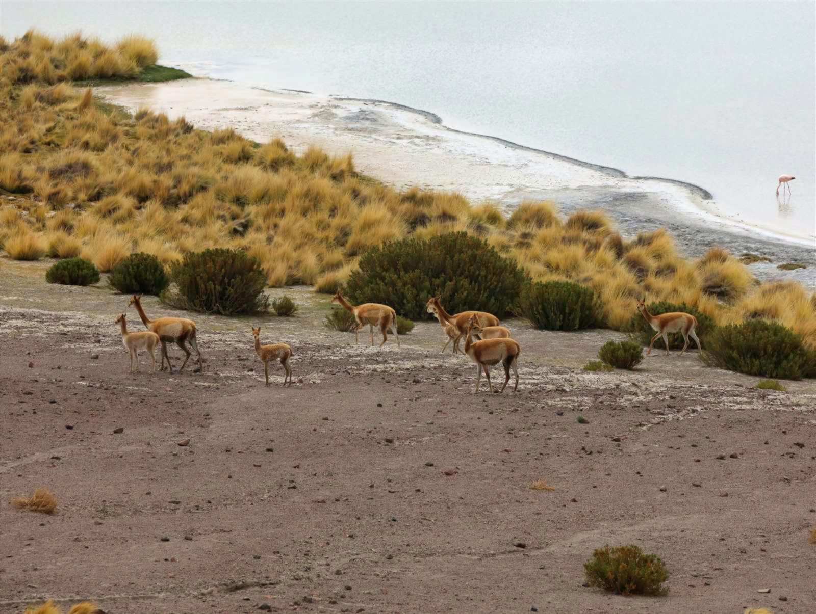 Vicuñas y llamas en el altiplano boliviano