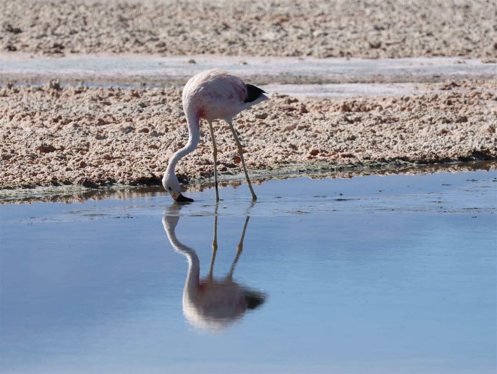 Flamencos rosados en laguna altiplánica de Bolivia