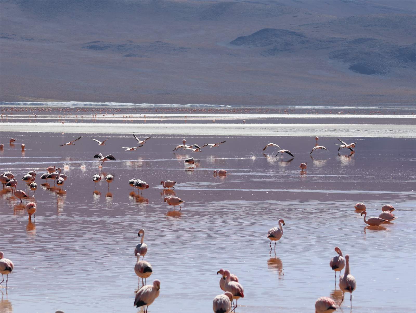 Vicuñas en el altiplano boliviano