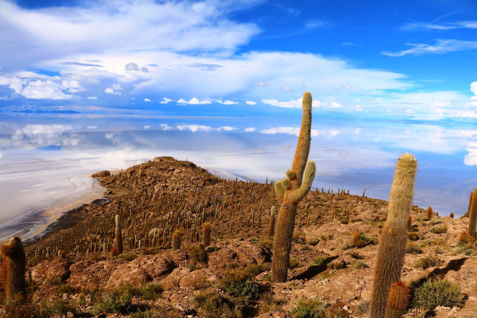 Isla Incahuasi con cactus gigantes en el Salar de Uyuni